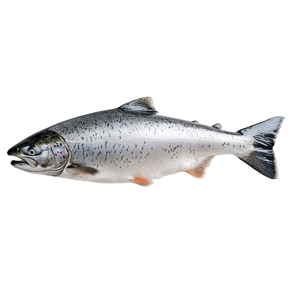 Atlantic Salmon