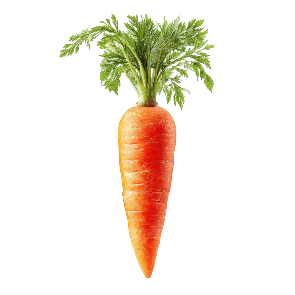 Fresh Carrots